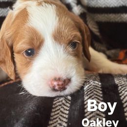 Oakley - Red  male Goldendoodle puppy in Morriston, Florida from Florida's Joyful Goldendoodles