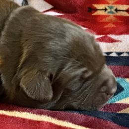 North - Chocolate male Labrador Retriever puppy in Bandera, Texas from The Sugar & Spice Ranch Labrador Retrievers