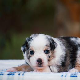 Winnie - Blue merle female Miniature American Shepherd puppy in Chocowinity, North Carolina from Foxtail Hollow