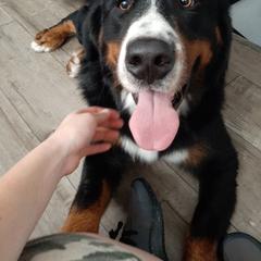 Arrow - Bernese Mountain Dog