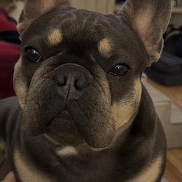 Brussels Griffon, Chihuahua, and French Bulldog All Grown Up from BZB Griffs