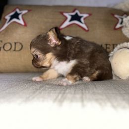 Fergus - Chocolate and white male Chihuahua puppy in Harlan, Iowa from Home Grown Chihuahuas From Iowa