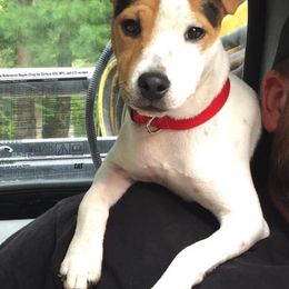 Jack Russell Terriers from Heart and Soul Jack Russells