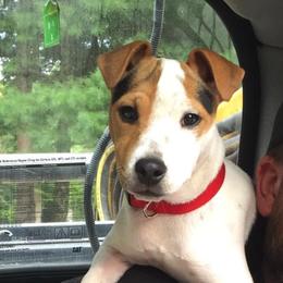 Jack Russell Terriers from Heart and Soul Jack Russells