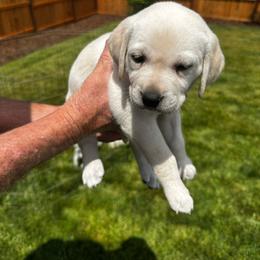 Light pink - Yellow female Labrador Retriever puppy in Eagle Point, Oregon from Stonegate Labradors