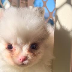 Chase - Pomeranian puppy in Hollywood, California from Hollywood Mini Pets