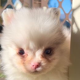 Chase - Pomeranian puppy in Hollywood, California from Hollywood Mini Pets