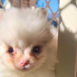 Chase - Pomeranian puppy in Hollywood, California from Hollywood Mini Pets