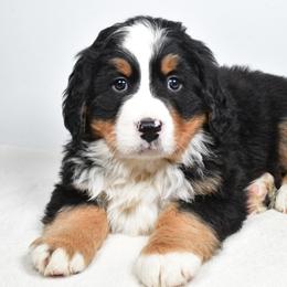 Axel - Black rust and white male Bernese Mountain Dog puppy in Millersburg, California from Smith Farms and Kennels