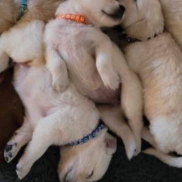 Golden Retriever Puppies from Rosemarie DeVora