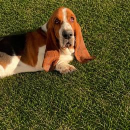 Tank - Basset Hound