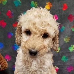 Bernedoodle, Goldendoodle, and Poodle Puppies from Granton Creek
