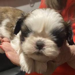 Shih Tzu Puppies from Willow Lane Shih Tzus