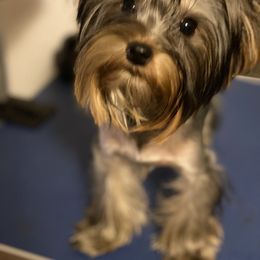 Yorkshire Terrier Puppies from Exquisite Yorkies