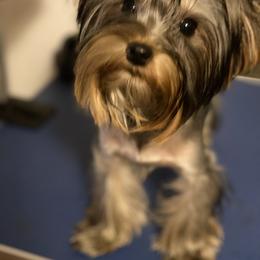 Yorkshire Terrier Puppies from Exquisite Yorkies