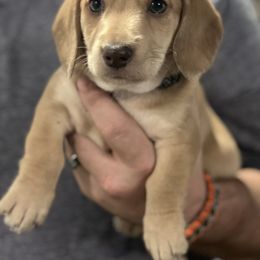 Dachshund Puppies from Victoria’s Dachshunds