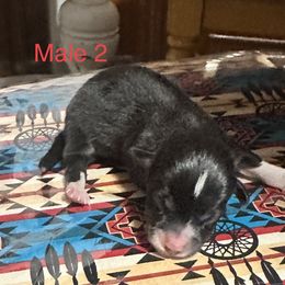Pembroke Welsh Corgi Puppies from Flying Z ranch