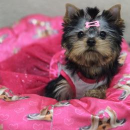 Little Abigail - Black and gold female Yorkshire Terrier puppy in Kissimmee, Florida from Twilights Yorkies FL