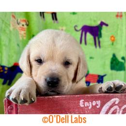 Argos - Yellow male Labrador Retriever puppy in Sullivan, Missouri from O’Dell Labs