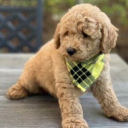 Sailor - Cream Goldendoodle puppy in Santa Barbara, California from K+C Doodles