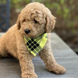 Sailor - Cream Goldendoodle puppy in Santa Barbara, California from K+C Doodles