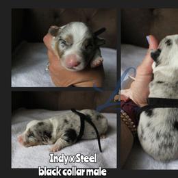 Black collar - Blue male Pembroke Welsh Corgi puppy in Wayne City, Illinois from Lash Livestock & Corgis