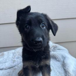 Ulla - Black and red female German Shepherd puppy in Graham, Washington from Wildeflecken Shepherds