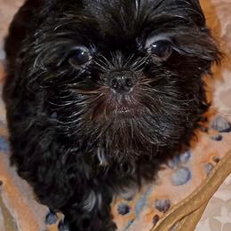 Boy 1 D - Black male Shih Tzu puppy in Buxton, Maine from Shih Tzu Junction