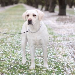 ZOEY - Labrador Retriever