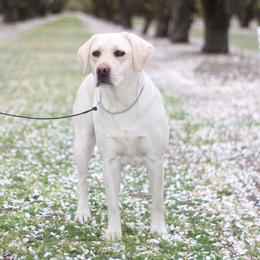 ZOEY - Labrador Retriever