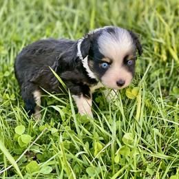 Toy Australian Shepherd All Grown Up from The Ranch of the Sun Toy Aussies