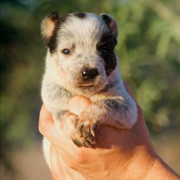 Aragorn (AKC) - Blue male Australian Cattle Dog puppy in Marana, Arizona from Impact 3rd Australian Cattle Dogs