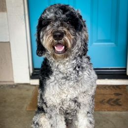 Peabody - Goldendoodle