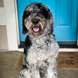 Peabody - Goldendoodle