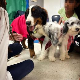 Bernedoodle, Goldendoodle, Golden Retriever, Irish Doodle, and Poodle Puppies from Red String Farmstead