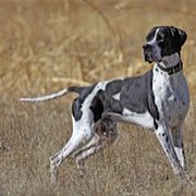German Shorthaired Pointers and Pointers from Paladen Pointers & German Shorthaired Pointers