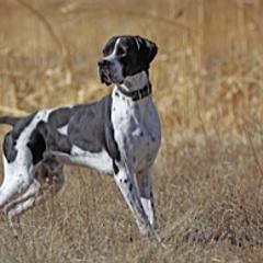 German Shorthaired Pointers and Pointers from Paladen Pointers & German Shorthaired Pointers
