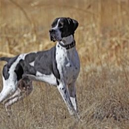 German Shorthaired Pointers and Pointers from Paladen Pointers & German Shorthaired Pointers