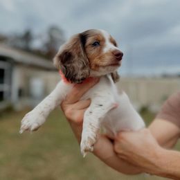Dachshund Puppies from Dachshundly Perfect