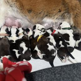 Saint Bernard Puppies from M&R SKYHAVEN SAINTS