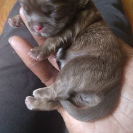 Girl 1 - Shih Tzu puppy in Alabama from Shih Tzu Knot