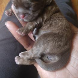 Girl 1 - Shih Tzu puppy in Alabama from Shih Tzu Knot