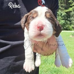 Reba - Liver white and tan female English Springer Spaniel puppy in Ocoee, Tennessee from Ocoee Mountain Springers