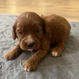 Beck - Red male Cavapoo puppy in Glendale, Arizona from Dashing Dogs