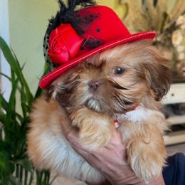 Hannah - Liver and white female Shih Tzu puppy in Kennewick, Washington from Tinytails