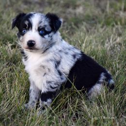 Griffin - Blue merle male Miniature Australian Shepherd puppy in Evant, Texas from Lazy VT Bar Ranch