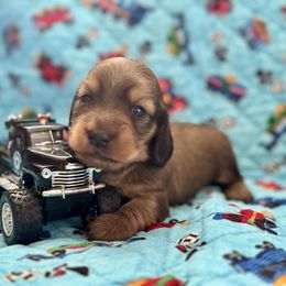 Jolly - Cream male Dachshund puppy in Stoutland, Missouri from Farmhouse Dachshunds