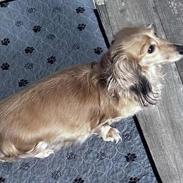 Dazzle - Dachshund