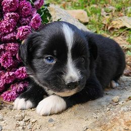 Flora - Black & white female Miniature Australian Shepherd puppy in Sandown, New Hampshire from Ashby Lou Aussies