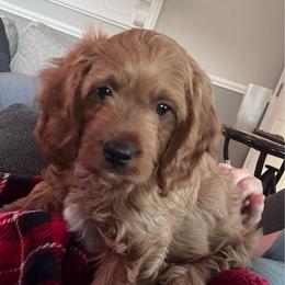 Boy 1 - Red male Cavapoo puppy in Youngsville, North Carolina from Blackberry Hill Doodles